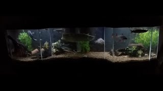 Custom tank with arowana odoe pike bass datnoid and more [upl. by Airehtfele]