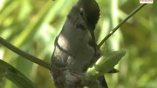 Nests Of Birds  Environmental Studies Grade 3  Periwinkle [upl. by Tai470]