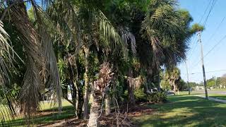 Butia capitata  The Pindo Palm A Very Popular Cold Hardy Palm With Variation [upl. by Ester]