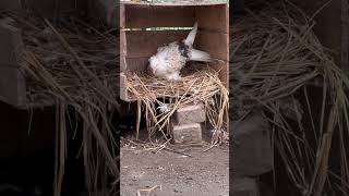 Frillback Pigeon on Eggs frillbackpigeon pigeon pigeononeggs pigeonbird [upl. by Eetak]