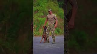 dog doglover workingk9 dogs malinois k9 malinois pets k9handler k9protection [upl. by Evy949]