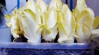 How to grow chicoryendive at home indoors 🌱 [upl. by Bencion538]