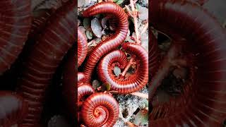 Millipede 5millipedes nature frog babyanimals [upl. by Gannon]