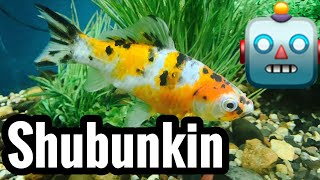 Shubunkin Goldfish Care Guide [upl. by Fey]