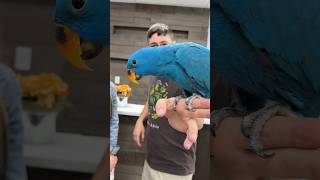 This Eclectus Parrot is BLUE Natural Color Mutation [upl. by Epoh573]