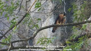 Peregrine Falcon Falco peregrinus enersti  Juvenile  Chiu S C DSCN7627 [upl. by Gnourt]