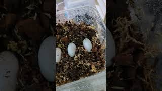 Pure Philippine Sailfin Dragon Eggs [upl. by Matthia735]