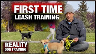 How to Train ANY PUPPY to walk on leash [upl. by Duwalt]