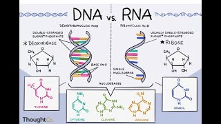 Nucleic Acids DNA RNA [upl. by Aerdua]