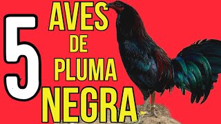 GALLOS PLUMAS NEGRAS… Algunas de las líneas con este tipo de pluma [upl. by Hernandez]