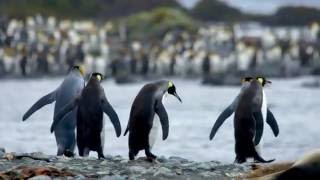 Travel south from New Zealand to Macquarie Island with Heritage Expeditions [upl. by Alial629]