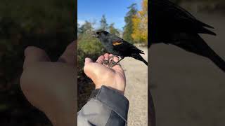 Birdies chickadee blackbird birds love baby nature babybirds birdslover [upl. by Arraic]