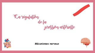 Régulation de la pression artérielle mécanisme nerveuxSystème cardiovasculaire [upl. by Aidyn73]