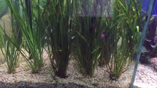 Waterlife live plants [upl. by Mycah249]