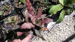 Cryptanthus bromeliads explained earthstars container potted plants care maintenance [upl. by Aitsirhc]