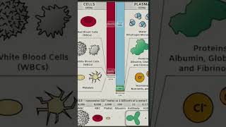 COMPOSITION OF BLOOD COMPONENTS OF BLOOD [upl. by Curson310]