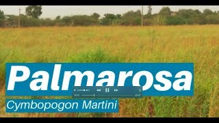 Palmarosa Farming Palmarosa oil Production HMHerbals Agriculture Segment [upl. by Marjy]