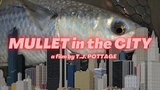 Flyfishing for mullet  urban flyfishing [upl. by Llenel521]