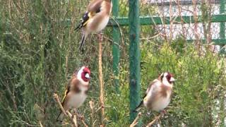 goldfinches singingmpg [upl. by Okomot262]