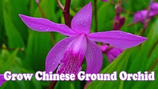 How To Grow Chinese Ground Orchid [upl. by Zosima]