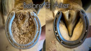 “LAST” HOOF RESTORATION of 2021 ASMR [upl. by Tanny]