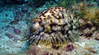 Living Cowries from Kwajalein [upl. by Ellehcal978]