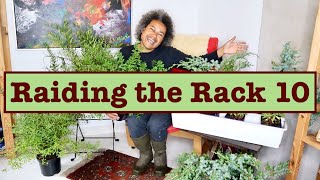 Raiding the Rack 10  Garden  Euphorbia Juniper amp Meadowsweets [upl. by Ardnuek]