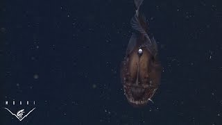 The anglerfish The original approach to deepsea fishing [upl. by Kimitri]