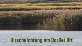 Hirschsichtung am Darßer Ort  MecklenburgVorpommern [upl. by Oiromed]