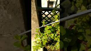 Jade plants cutting 🤗🥰topiary shape plants garden bonsai growing short ytshortsvideo nature [upl. by Charil336]