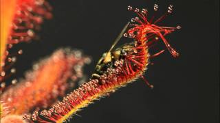 Drosera spatulata x capensis In Action [upl. by Kaplan]