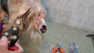 How to trim a dogs overgrown dew claw grooming no restraints [upl. by Flight165]