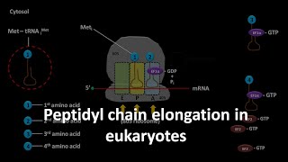 Translation elongation in eukaryotes [upl. by Subocaj]