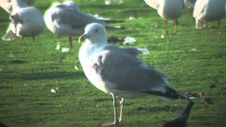 Caspian Gull [upl. by Earlene400]