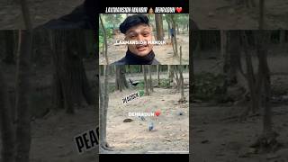 PEACOCK SPOTTED IN LAXMANSIDH MANDIR 🛕I SAW CLEARLY 🦚 RIDERGAMING1290PRK [upl. by Akeim720]