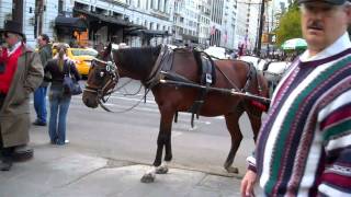 NYC Carriage Horse With Chronic Orthopedic Disorder Continues To Work Day In And Day Out [upl. by Ayor]