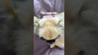 Yodas pigtails 🎀dog agooddaytobeadog pets cute tibetanspaniel [upl. by Neevan]