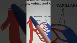 Capillaries veins and arteries arteries arteriesandveins capillaries [upl. by Burdelle371]