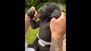 Baby Gorilla 🦍… Monkeys [upl. by Anaitsirk]