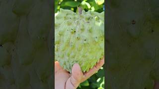 Harvest Atemoya 🫠✌️♥️👍floridaliving tropicalfruit backyardfruits atemoya satisfying [upl. by Ainat43]