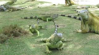 Iguanas verdes comiendo cheetos en Johnny Cay Islote Sucre San Andres Isla Colombia [upl. by Laith]