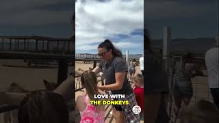 From Minnesota to Oatman Our Journey with Donkeys [upl. by Aeht37]