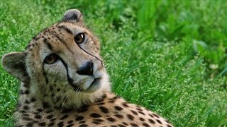 Wild Inside the National Zoo Cheetah Coalition [upl. by Nilerual343]