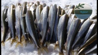 Smelt Fishing Kiapokok Bay [upl. by Nerte]