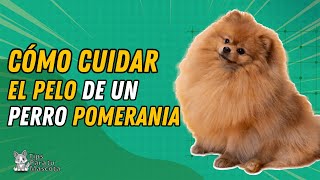 ¿CÓMO CUIDAR EL PELO DE UN PERRO POMERANIA [upl. by Eneloj713]