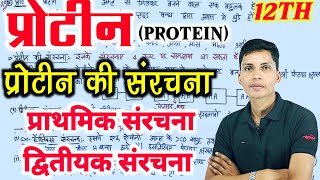 प्रोटीन की संरचना  Protein ki sanrachna class 12  Protein ki prathmik dvitiyak tritiyak sanrachna [upl. by Meenen542]