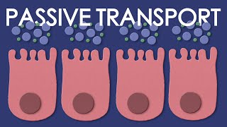 Passive transport diffusion and osmosis [upl. by Nilhtac448]