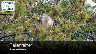 Rallenreiher Ardeola ralloides Squacco heron Thürer Wiesen Eifel Germany [upl. by Dorwin]