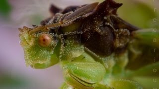 Ambush Bugs Phymata sp [upl. by Eelyme686]