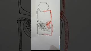 Diagrammatic representation of exchange of gasesShorts BDEDUCATION Viral [upl. by Beitris843]